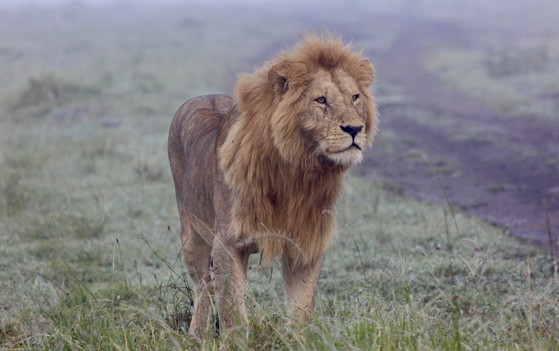 A lion standing in the misty grasslands of East Africa at first light