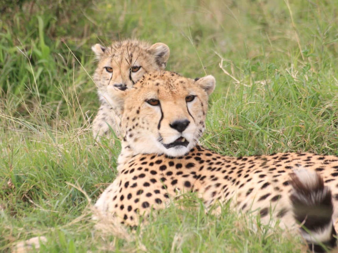 Cheetah and cub resting in the Masai Mara