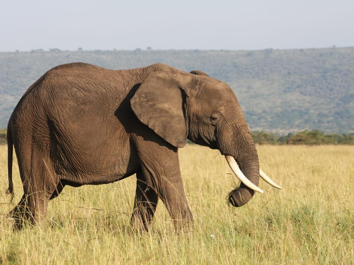 A lone elephant crossing the golden Serengeti plains