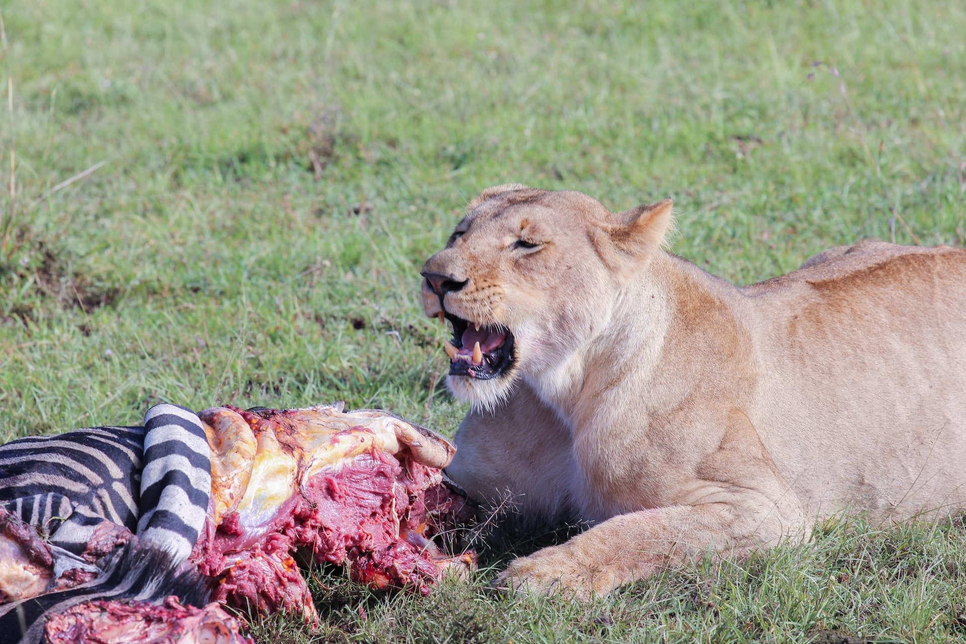 A lion on a kill in the long grass of the Masai Mara
