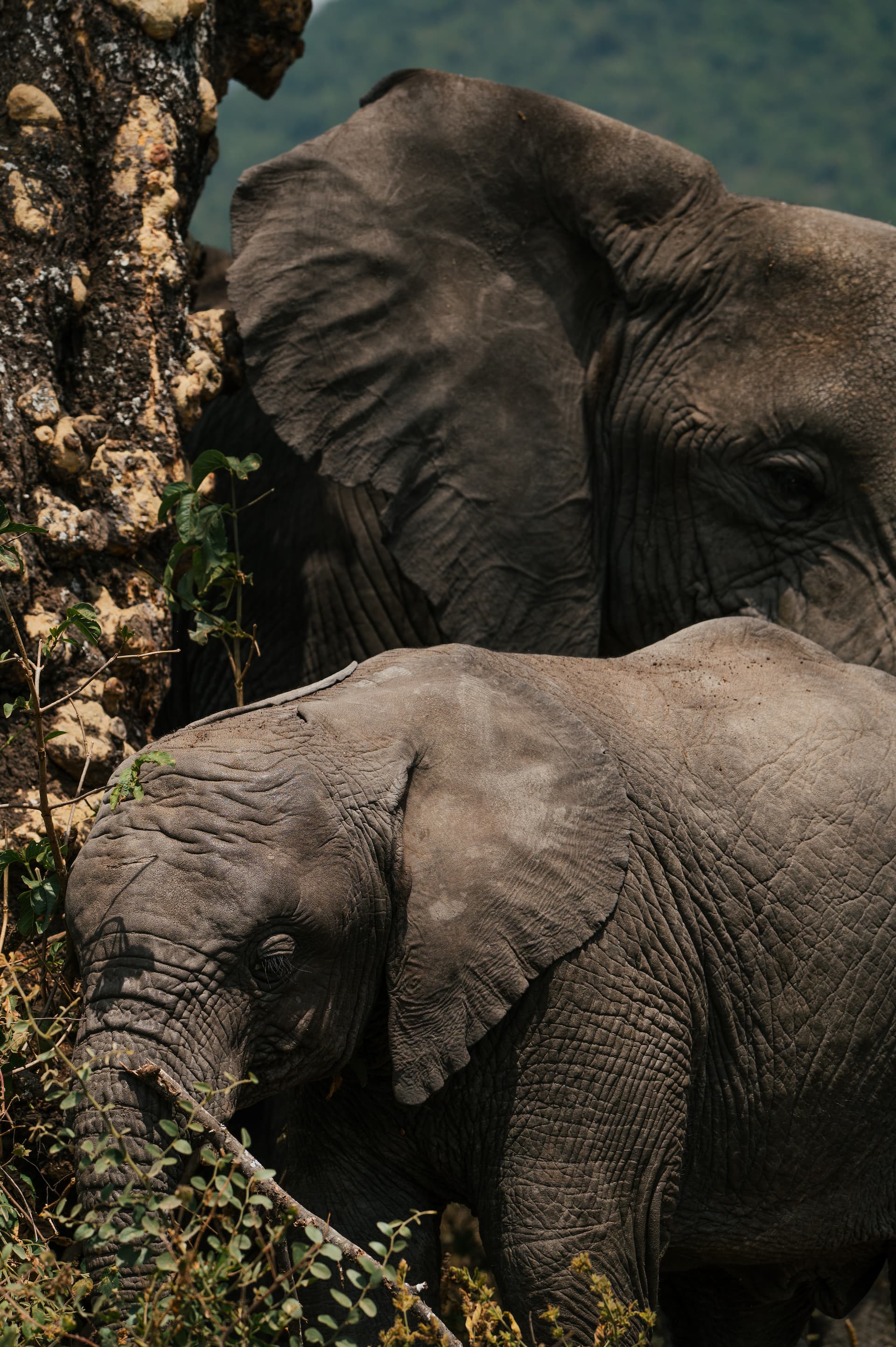 A pair of elephants resting together in the East African bush