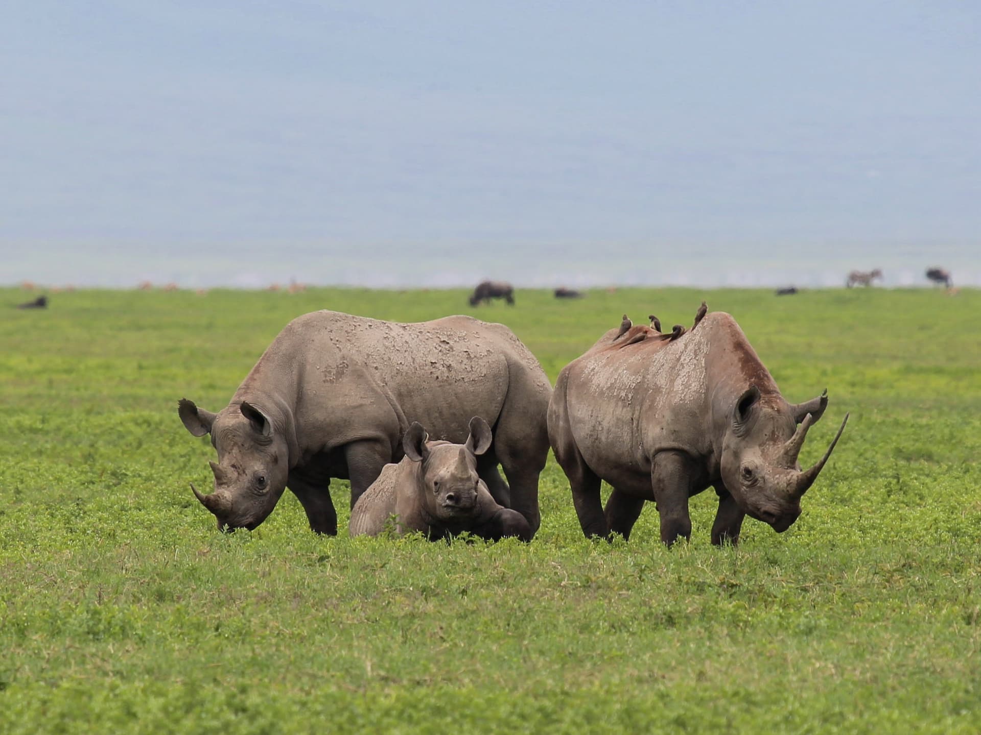 Black rhino family on the floor of the Ngorongoro Crater
