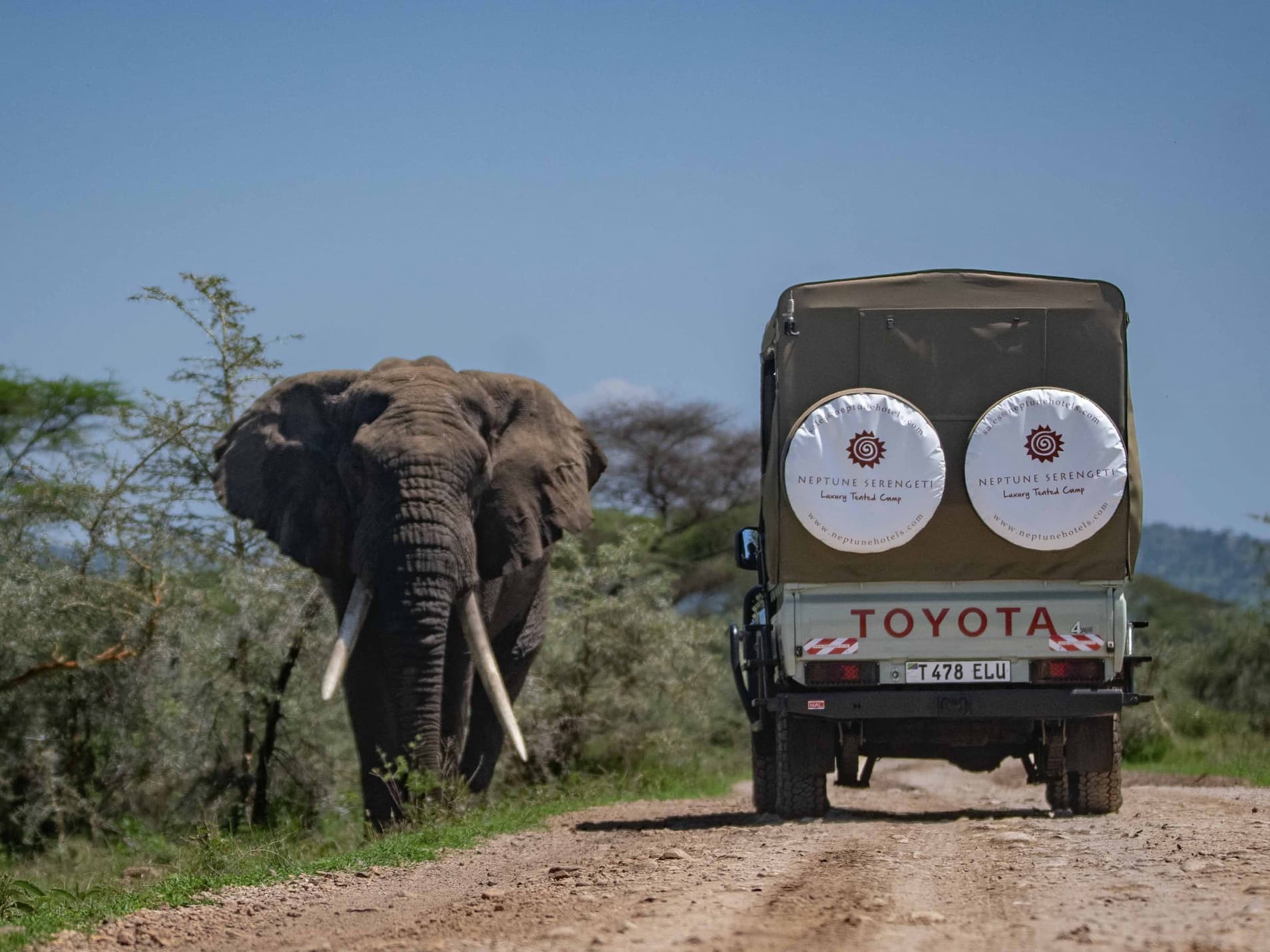 An elephant moving through the crater grassland