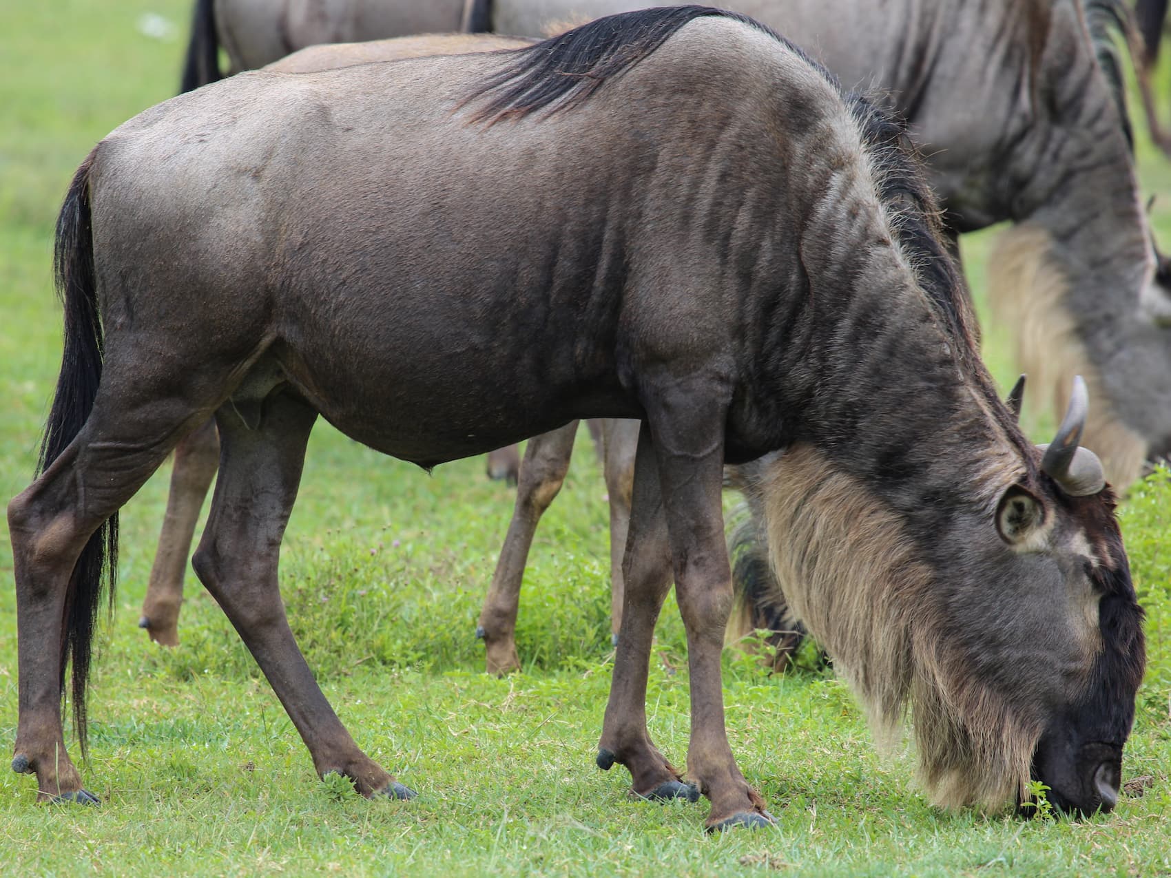 Wildebeest and newborn calves during calving season