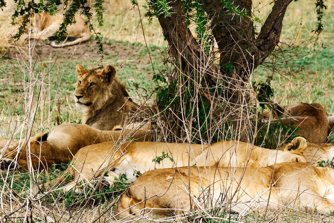 Lions resting beneath an acacia on the Serengeti