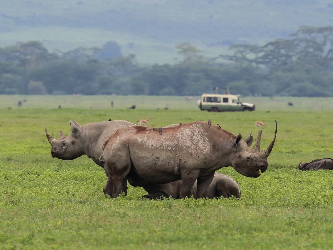 A vehicle beside wildlife on the Ngorongoro Crater floor