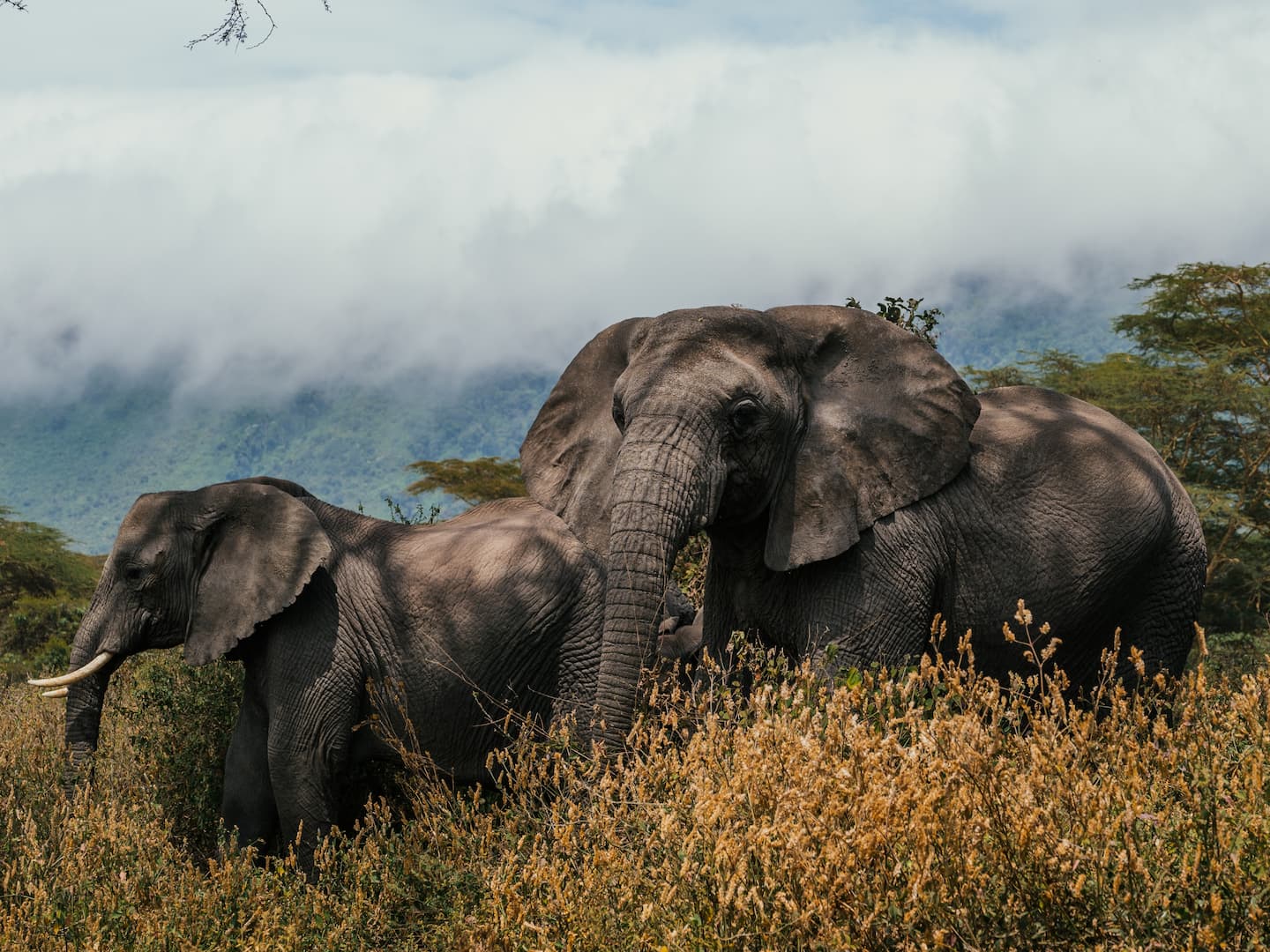 Two elephants grazing beneath the misty Ngorongoro highlands