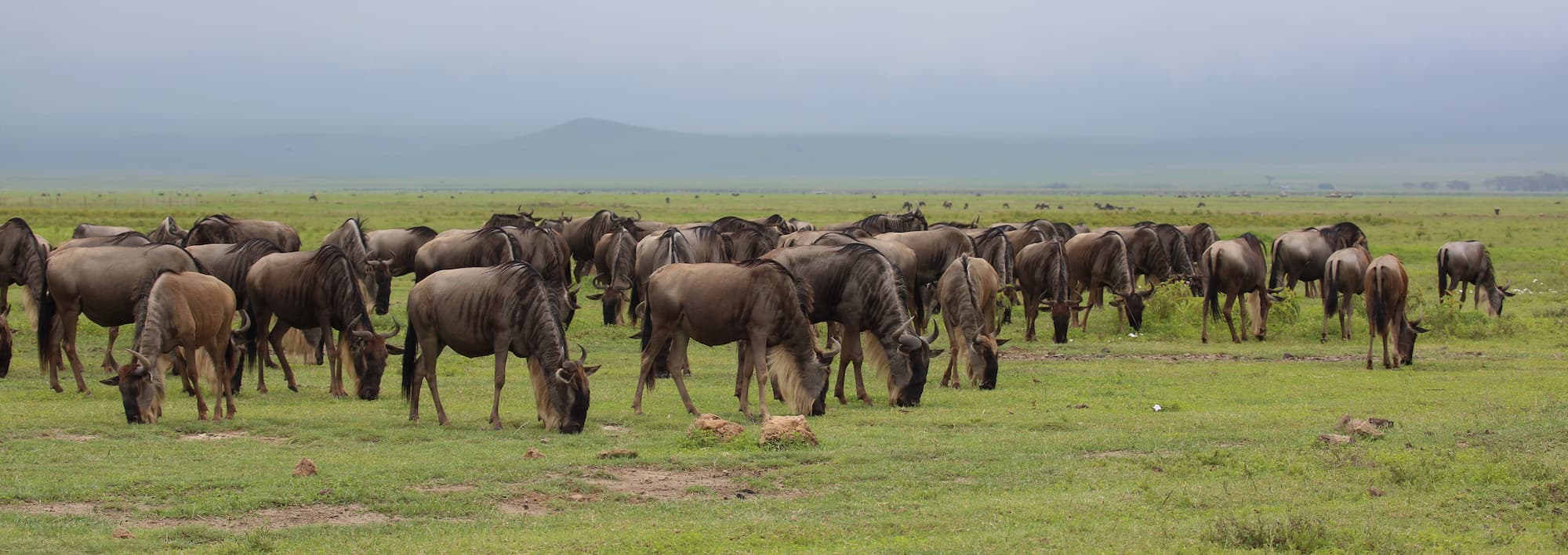 Herds spread across the endless Serengeti plains