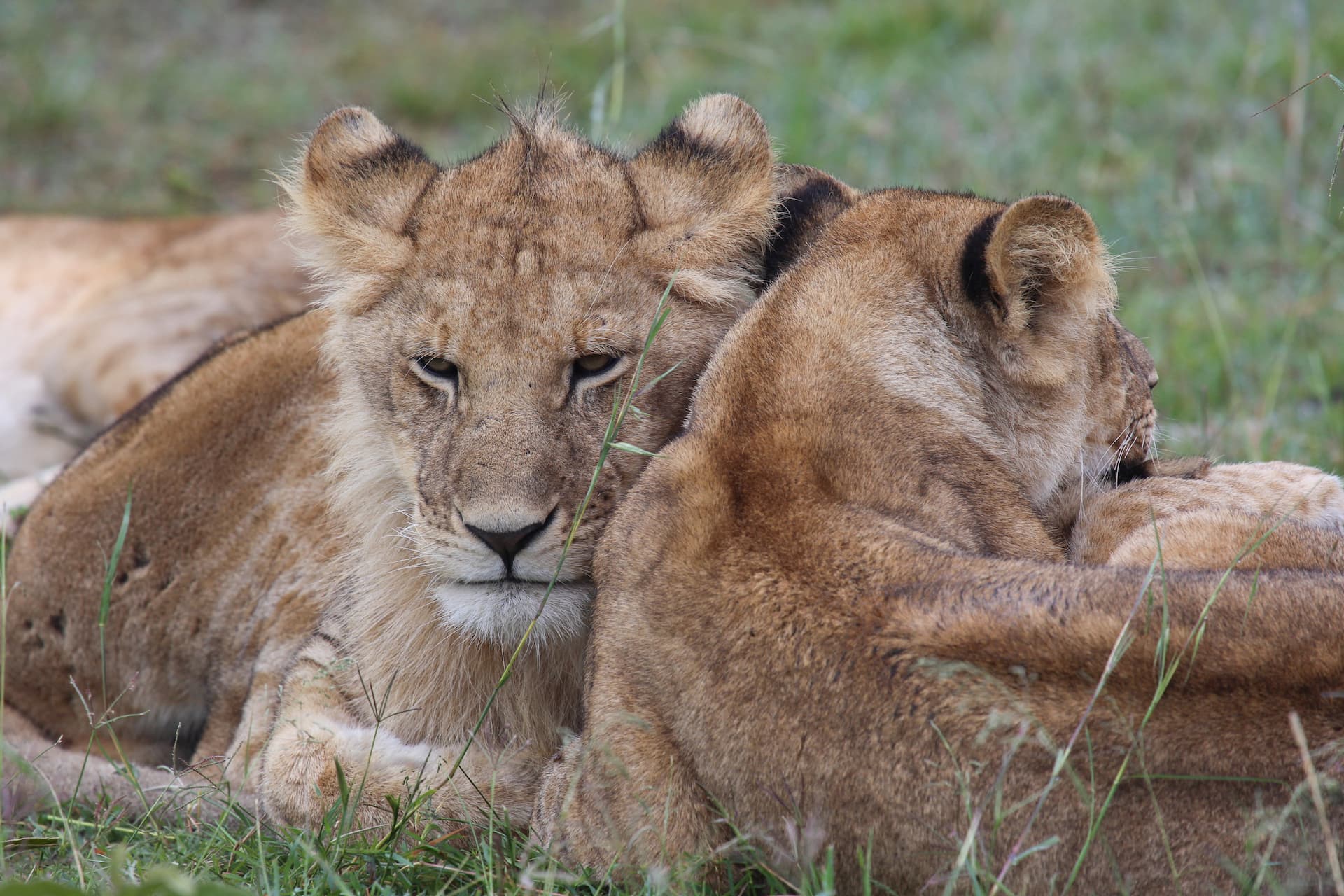 Lion cubs resting together in the Masai Mara