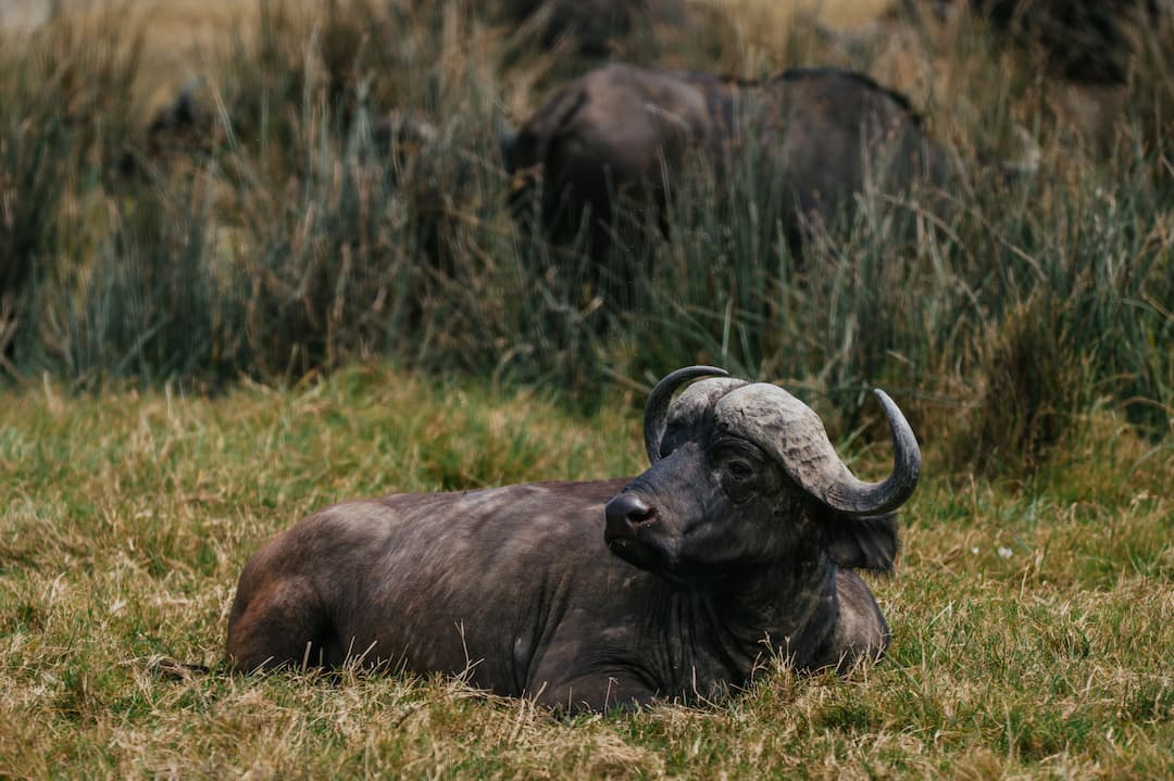Dense wildlife gathered on the floor of the Ngorongoro Crater