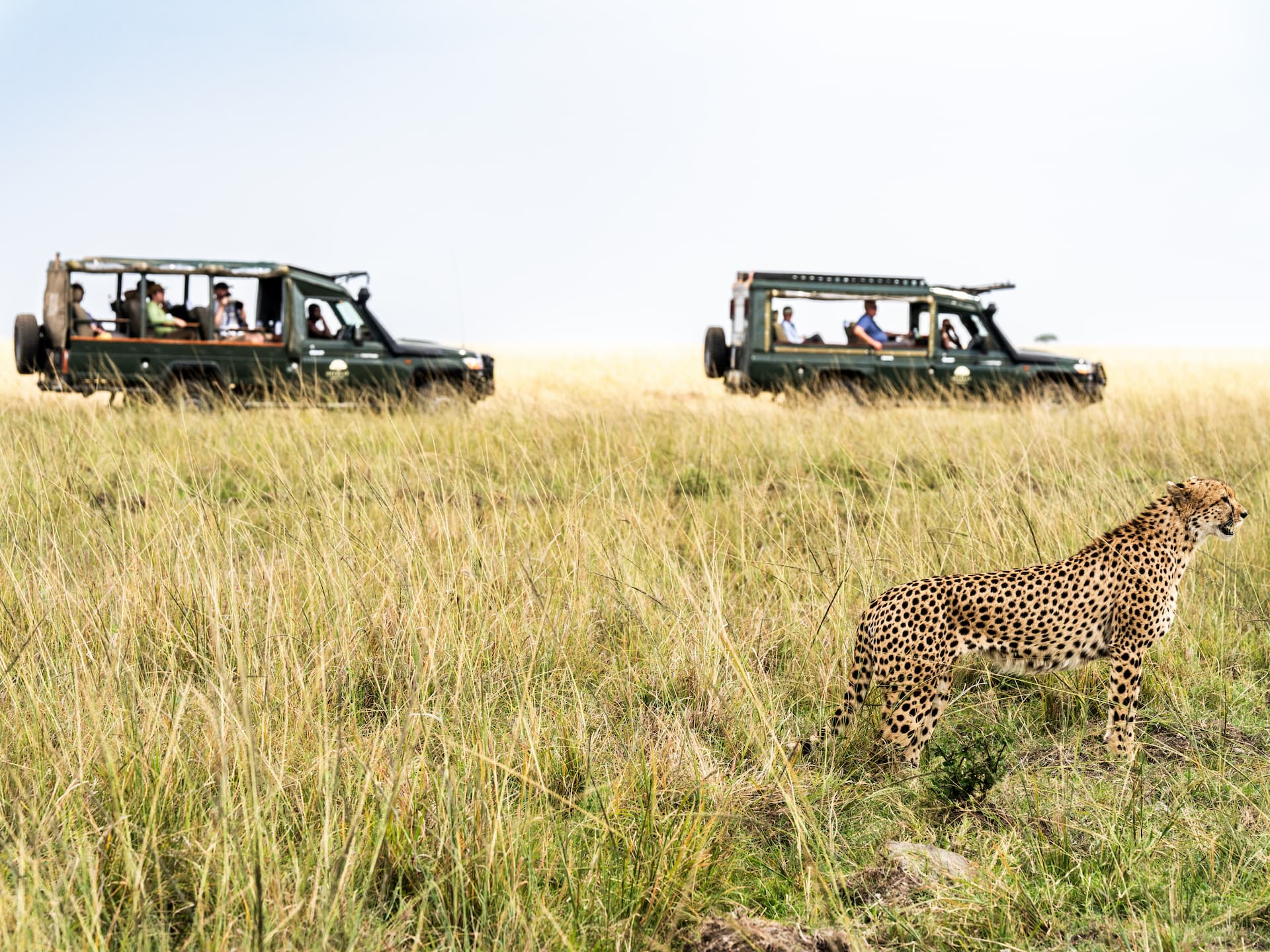 A cheetah on the short-grass plains of the Mara as safari vehicles look on