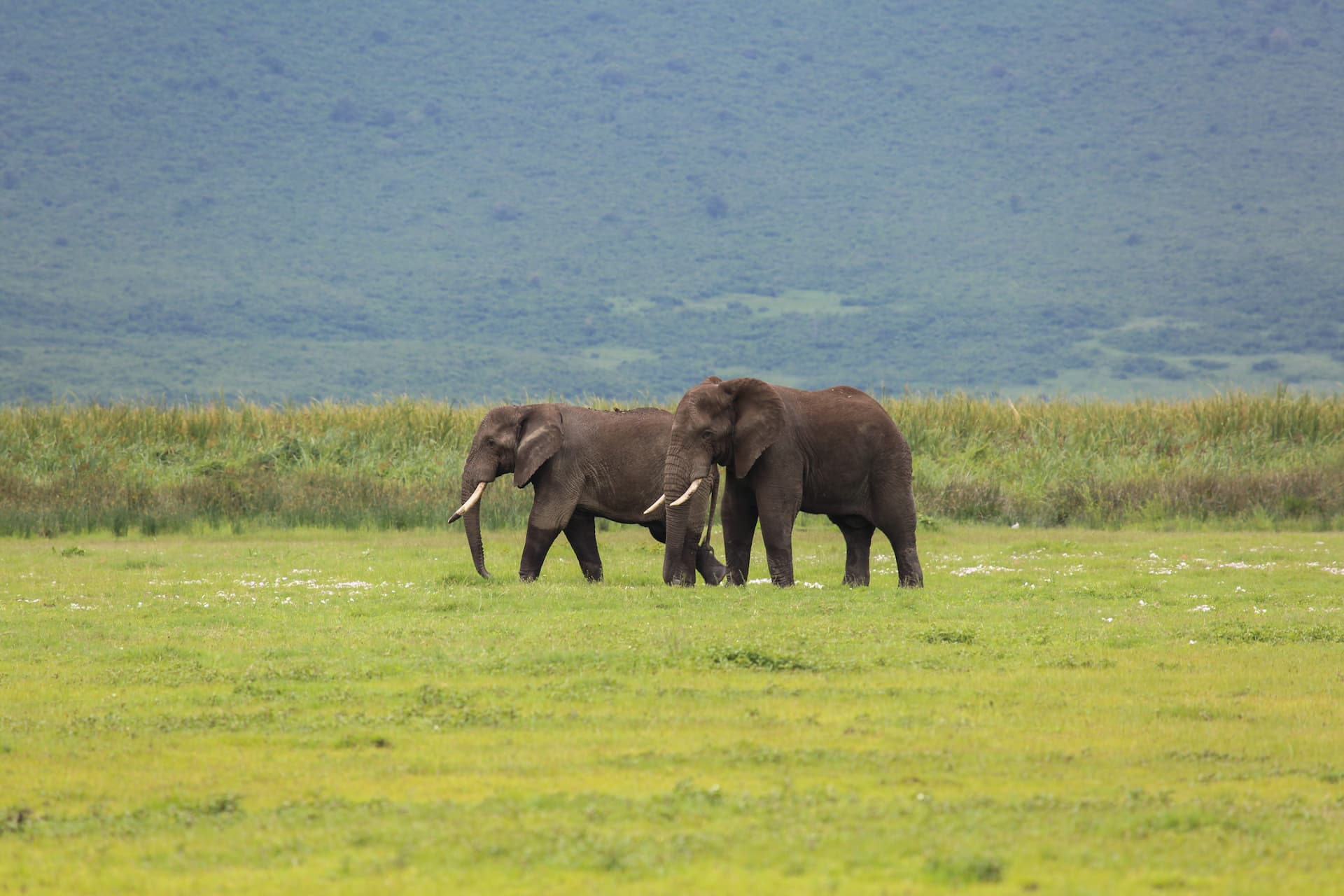 Two elephants crossing the green floor of the Ngorongoro Crater