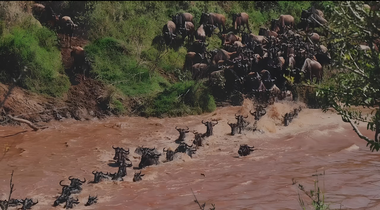 Wildebeest crossing the Mara River during the Great Migration