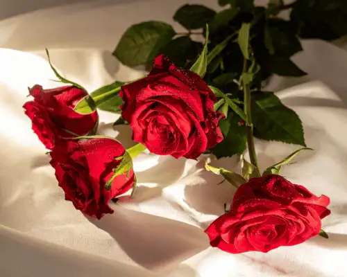 Red roses under warm soft sunlight representing love and memory