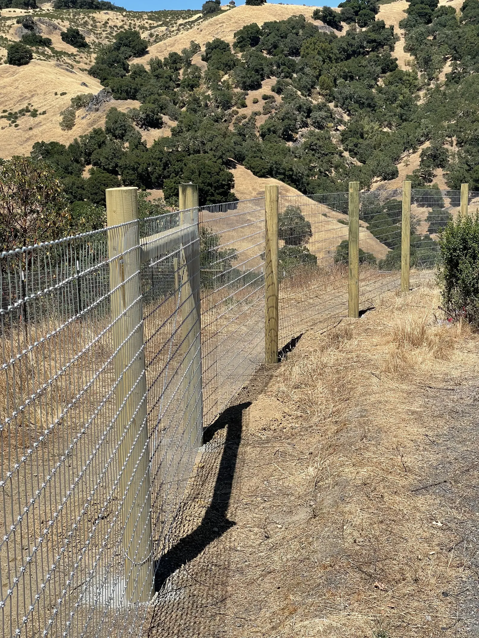 Tall welded-wire deer fence on round wood posts climbing a dry oak-studded hillside