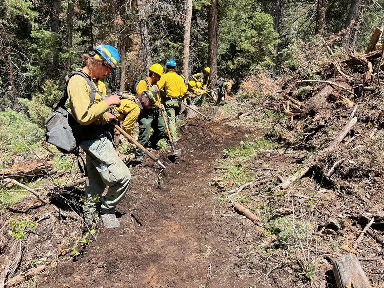 Wildland crew cutting a fire line through forest