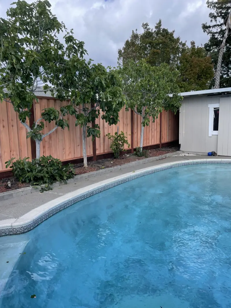 Redwood board-and-batten privacy fence behind young trees along a backyard pool