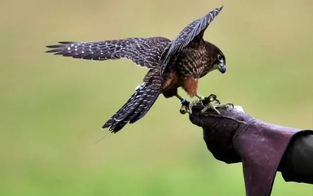 Falcon landing on a gloved hand during a falconry experience
