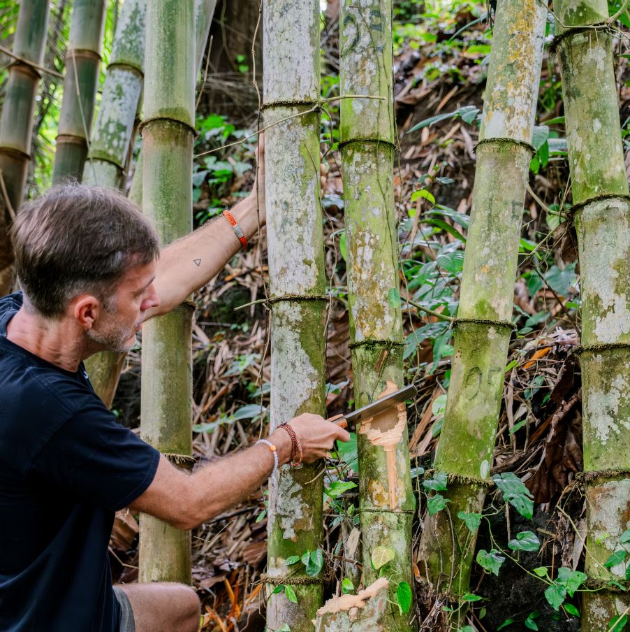 The Bamboo Harvesting course