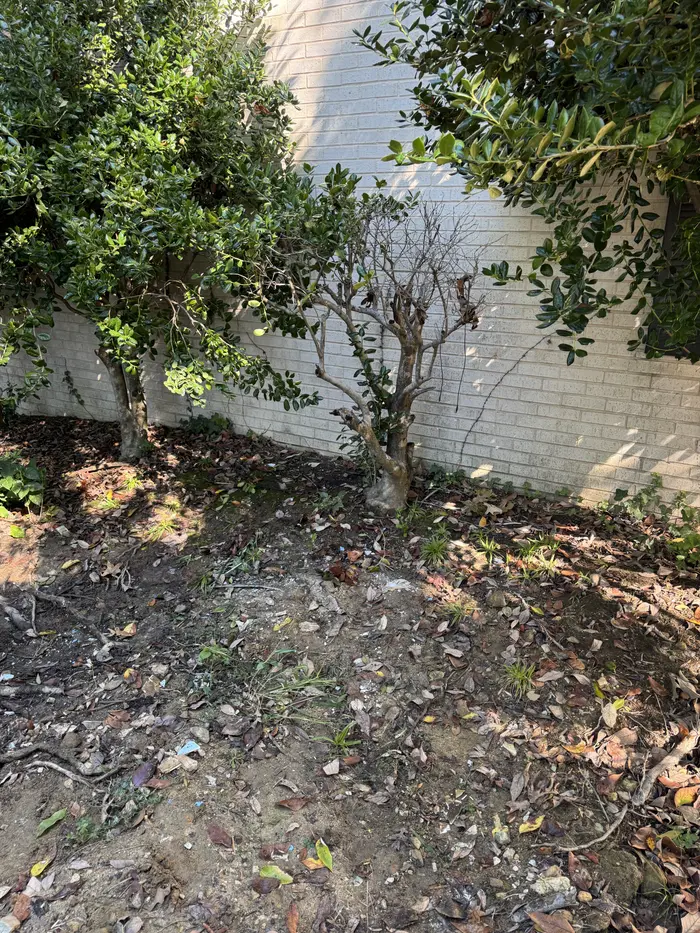 Side yard cleanup after junk removal by KD Junk
