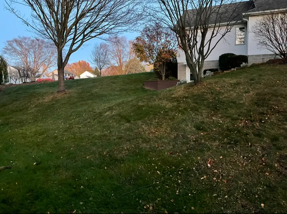 Same yard after the fall cleanup