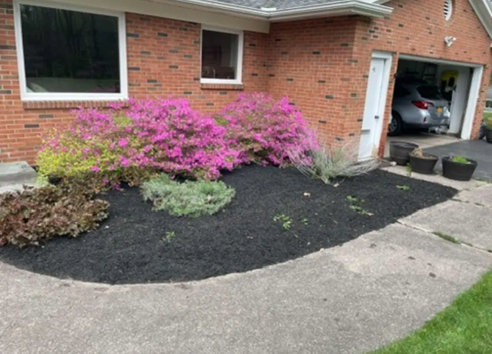 Brick ranch with fresh black mulch bed and azaleas