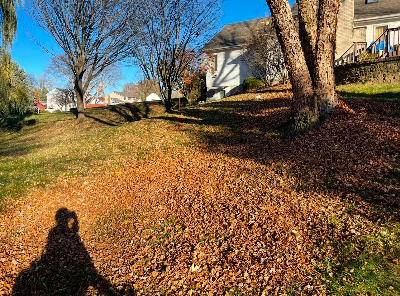Back yard buried in fall leaves