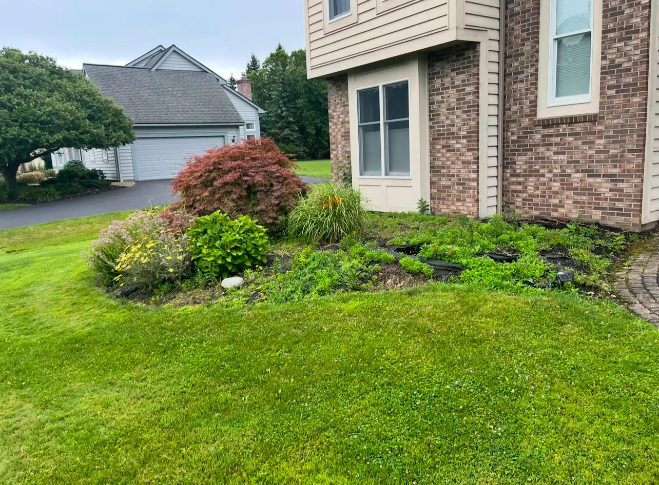 Overgrown bed under a Japanese maple before