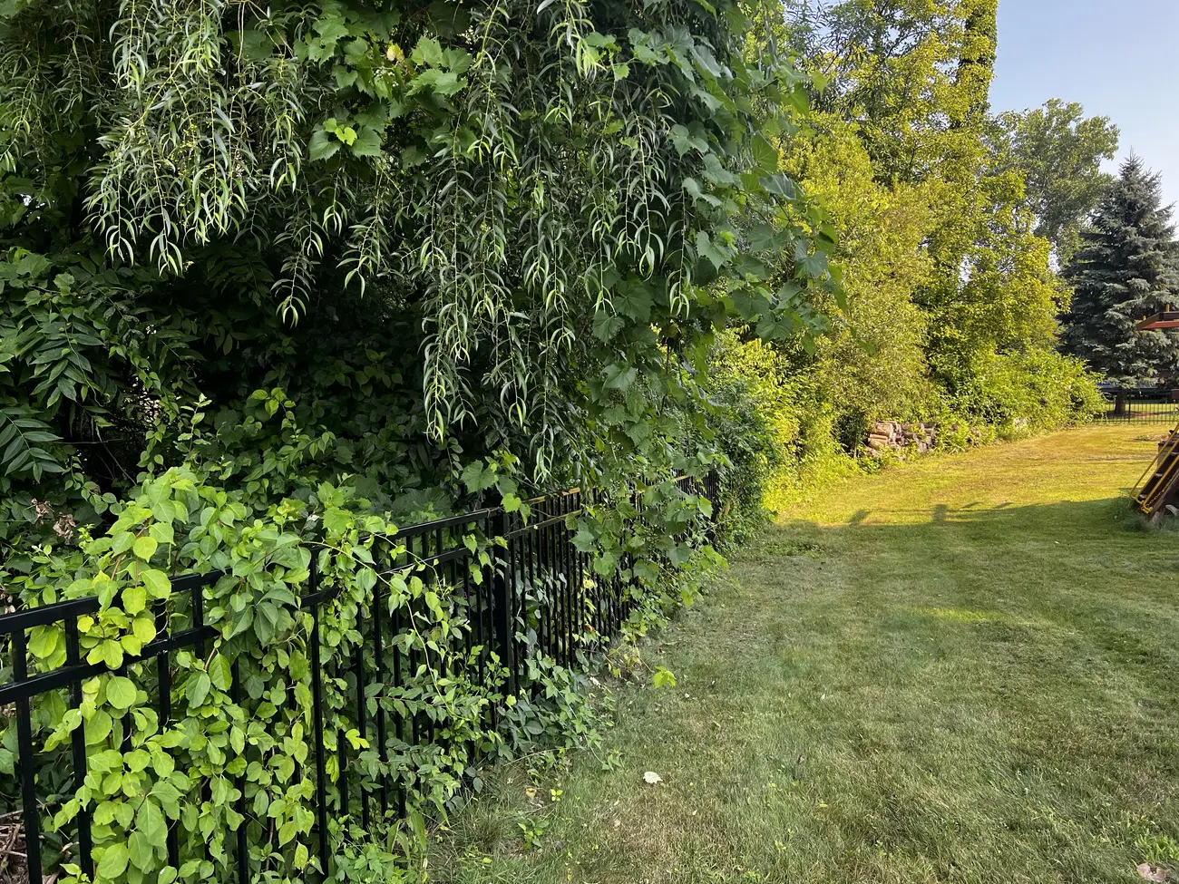 Black aluminum fence line buried in vines and brush