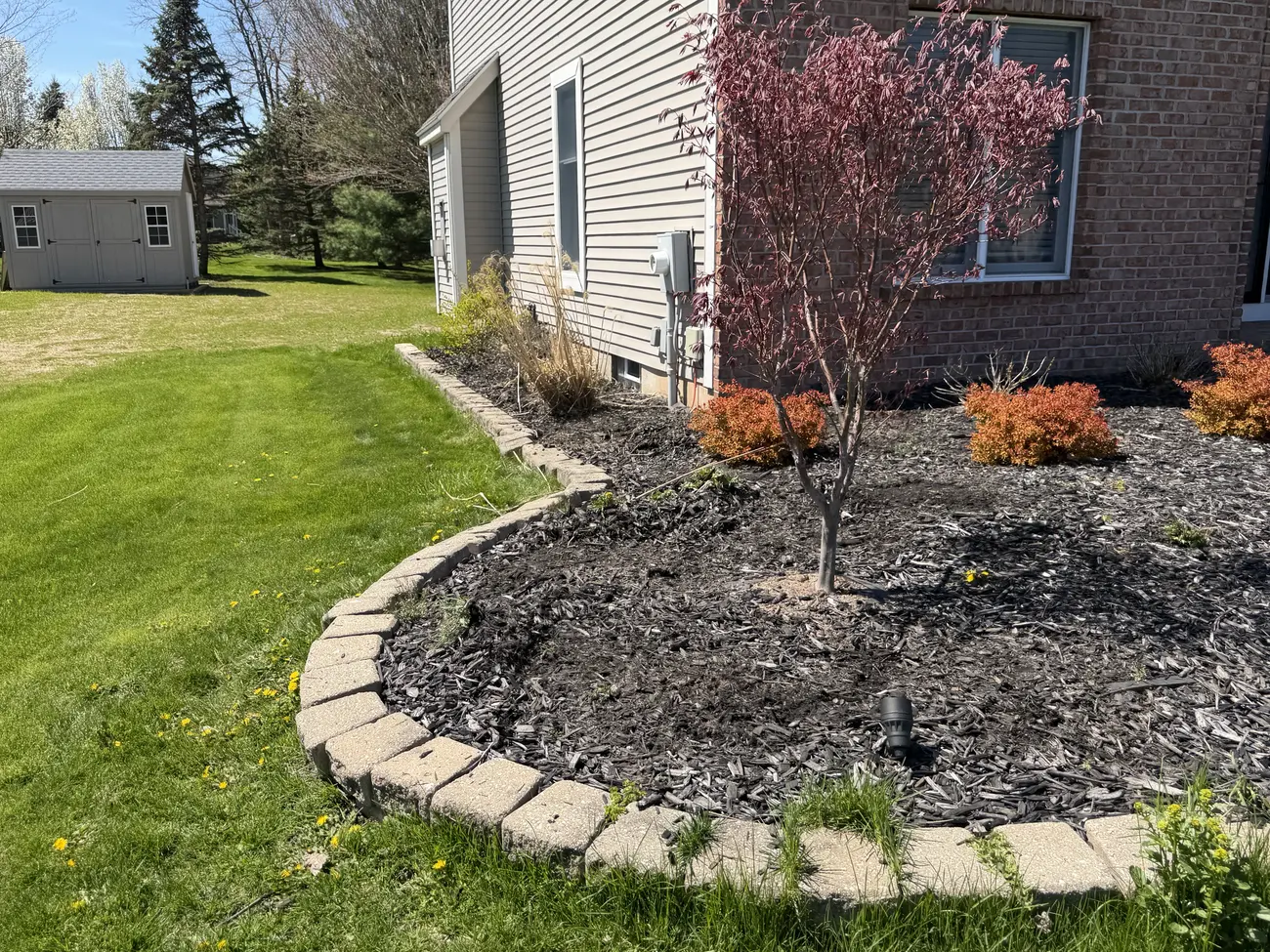 Faded bed with thin mulch around a red maple and paver border
