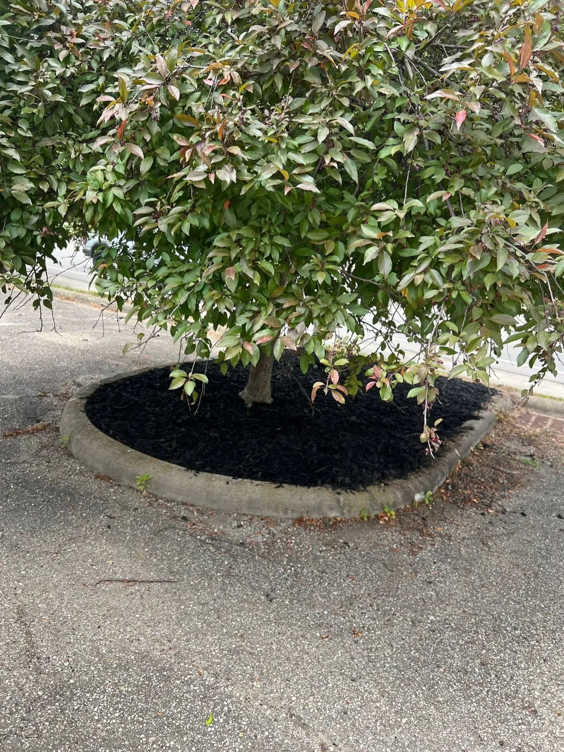 A mulch ring cut in around the base of a tree