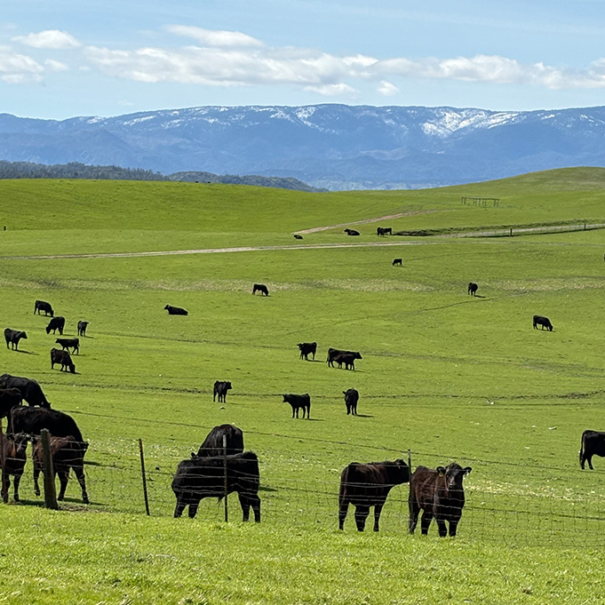 Cattle at Masami Ranch in California