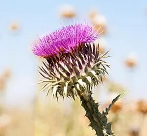 Milk thistle ingredient often highlighted in Bridport Health Liver Support