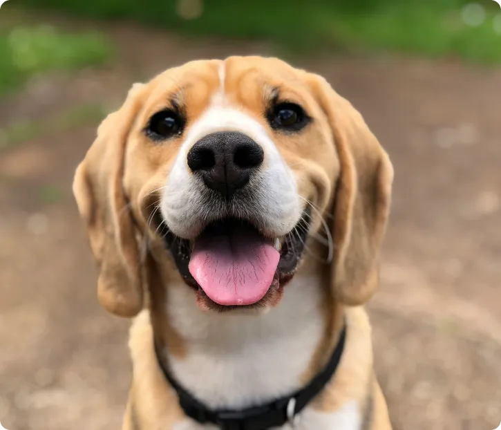 Happy puppy beginning training with Hill Country K9 in Austin, Texas