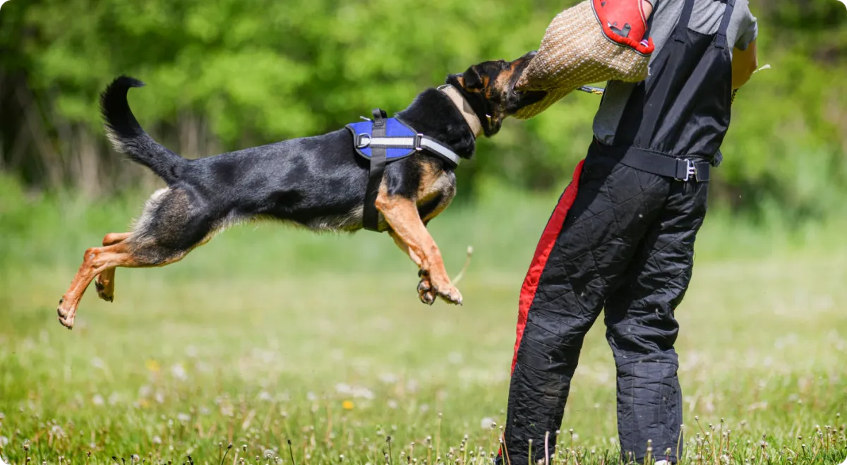 Dog training for personal protection and security work