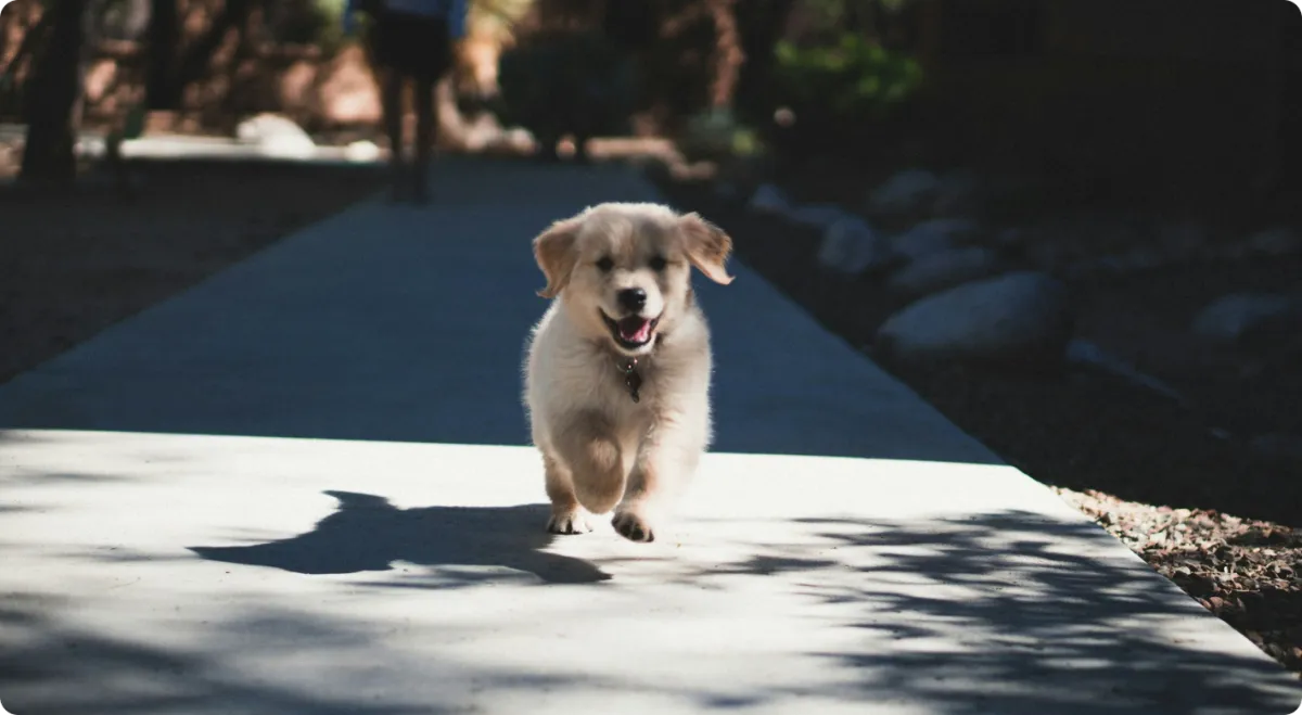 Young puppy learning foundational skills with Hill Country K9