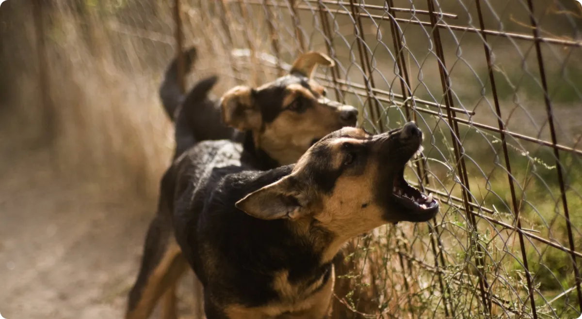 Dog receiving behavioral rehabilitation training in Austin