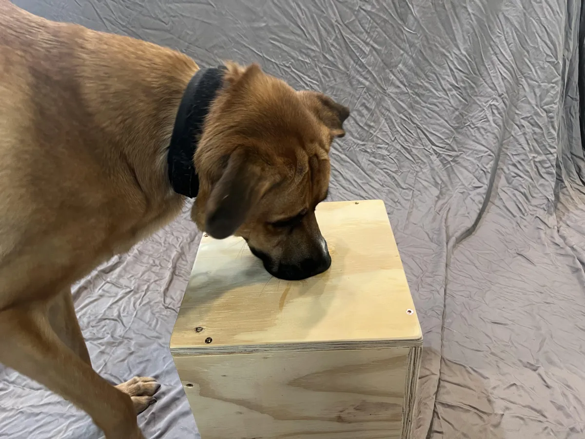 Dog investigating a scent detection training box at Hill Country K9