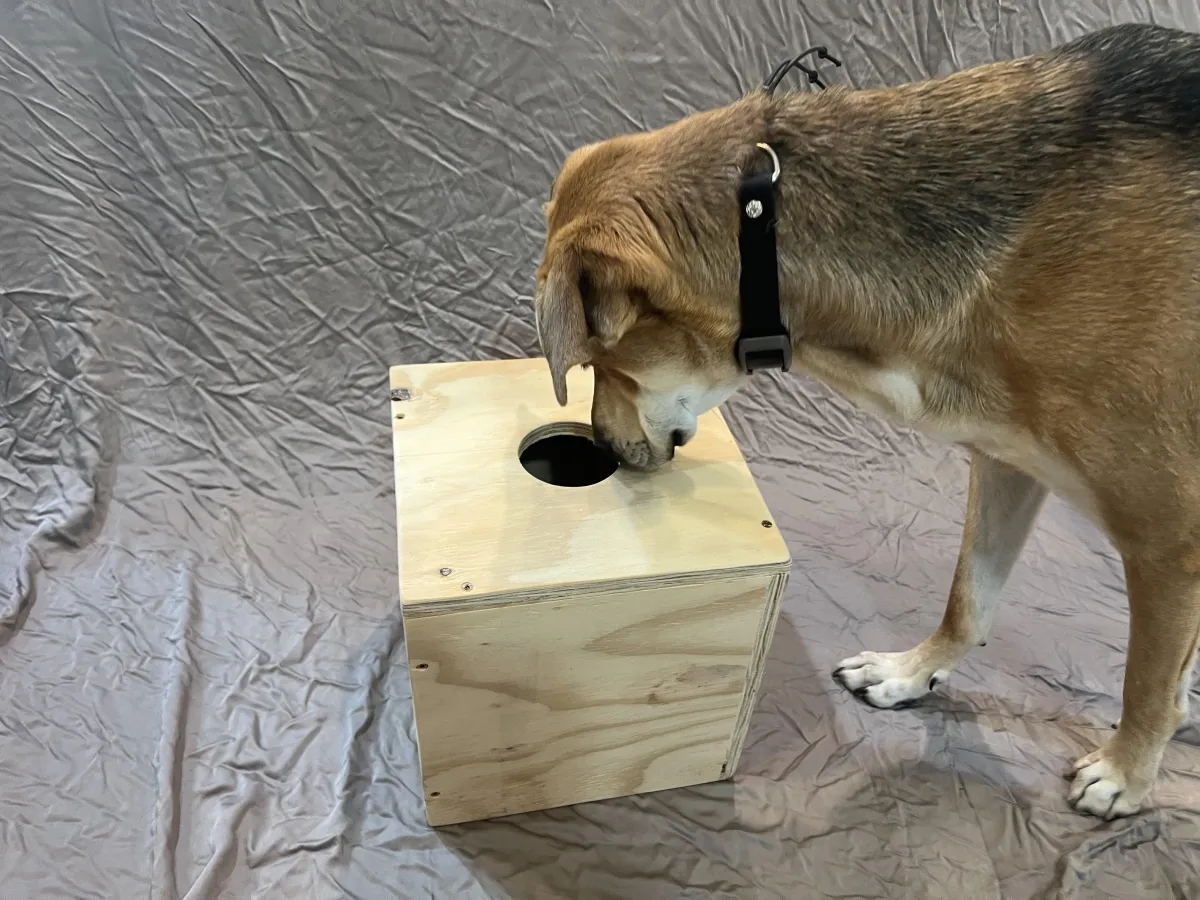 Dog investigating the opening of a scent detection training box