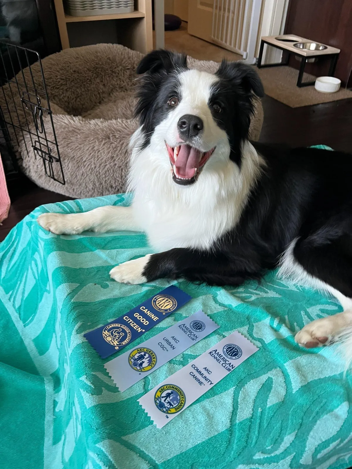 Border Collie displaying AKC Canine Good Citizen, Community Canine, and Urban CGC ribbons
