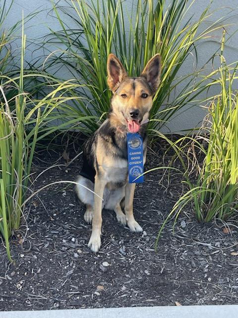 Certified dog sitting proudly with an AKC Canine Good Citizen ribbon