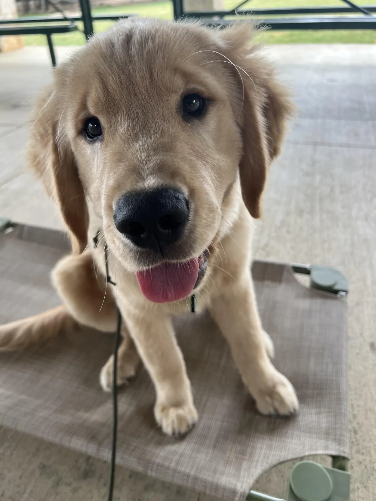 Golden retriever puppy practicing during a private Hill Country K9 lesson