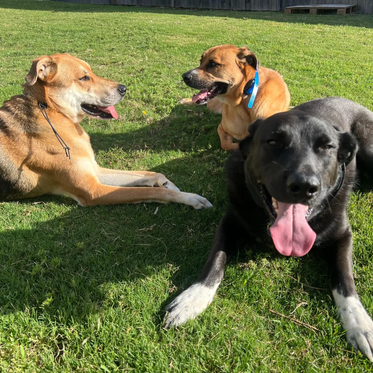 Day training session for a dog with Hill Country K9 in Greater Austin