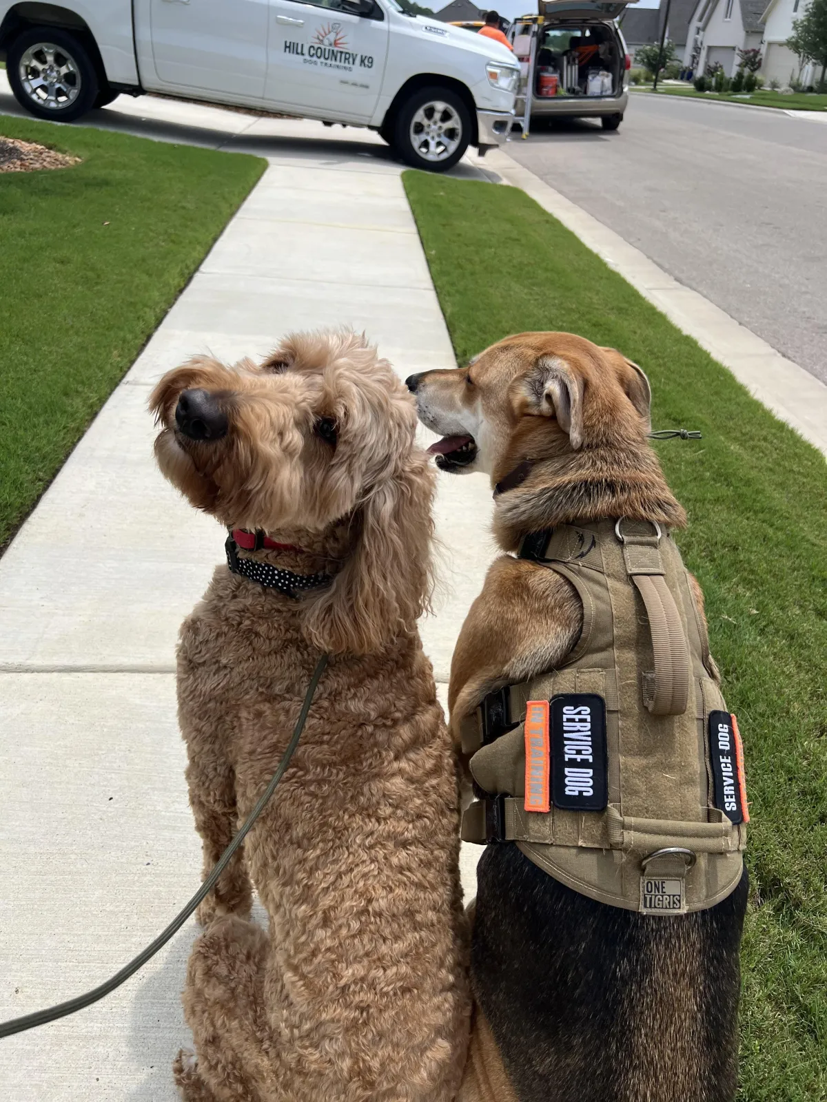 Two dogs during a real-world Hill Country K9 training outing, including a service dog in training, with the Hill Country K9 vehicle in the background