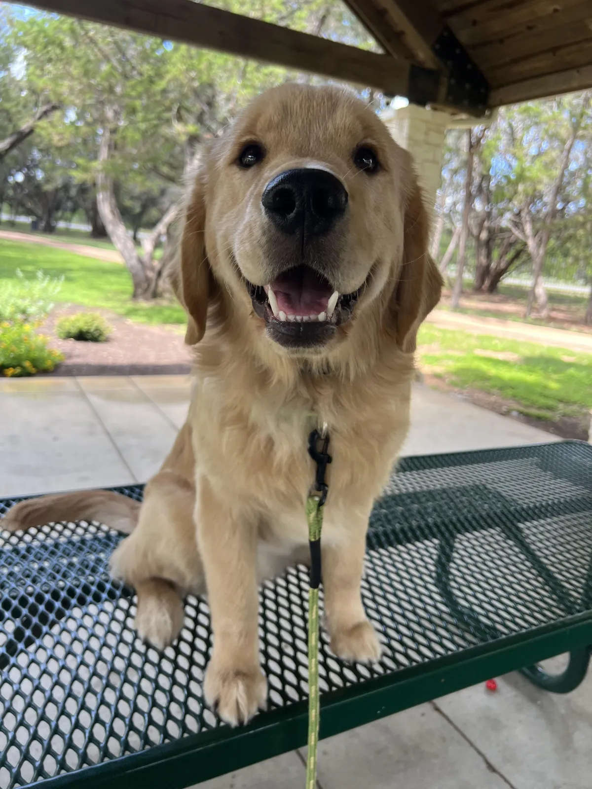 Young golden retriever puppy during an early Hill Country K9 training outing