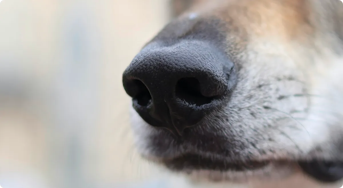 Working dog participating in scent detection training
