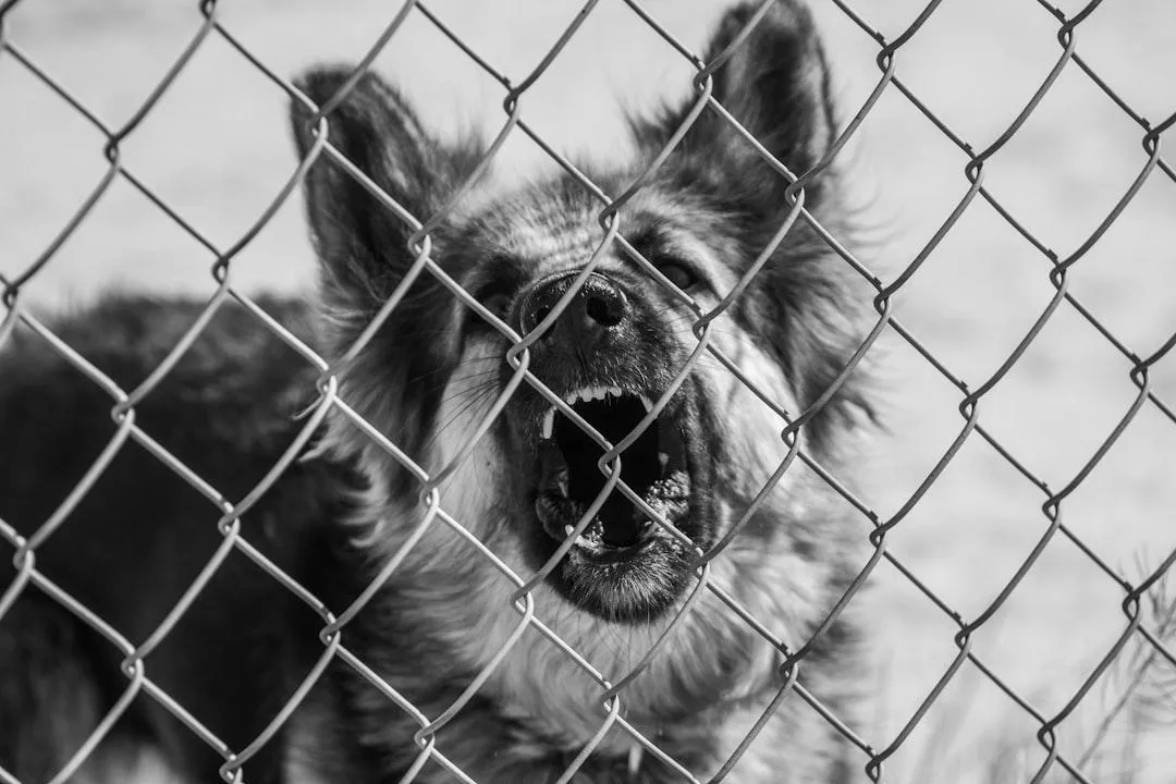 Dog displaying barrier reactivity while barking behind a fence