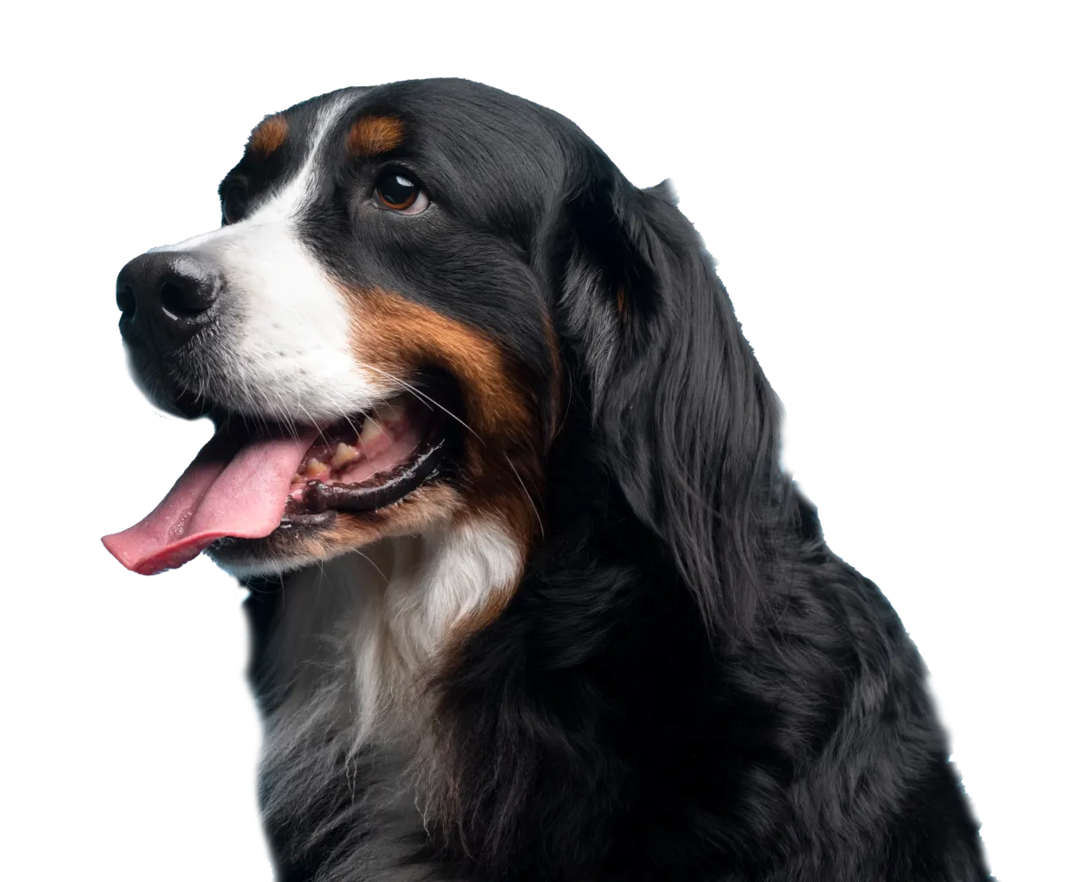 Friendly dog trained by Hill Country K9 in Austin, Texas