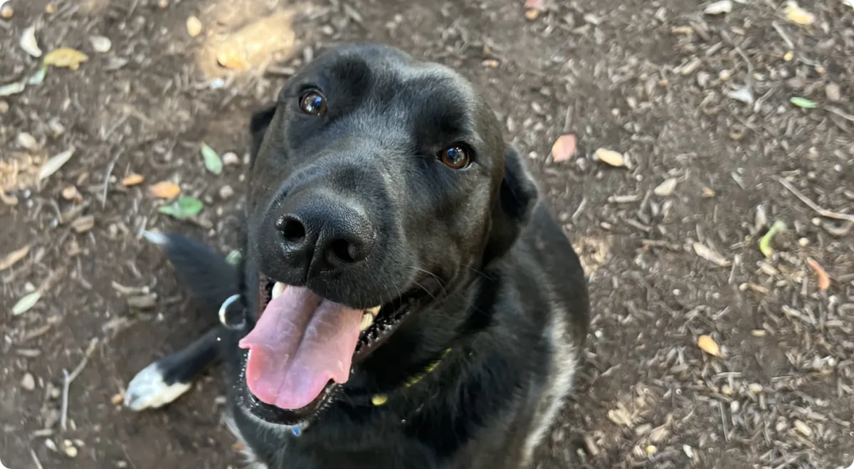 Dog practicing obedience training with Hill Country K9