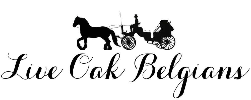Live Oak Belgians